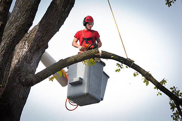 Best Tree Trimming Near Me  in West Liberty, KY